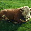 york13