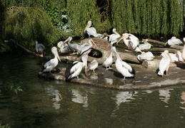 Berliner Zoo