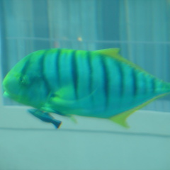 DSC00042