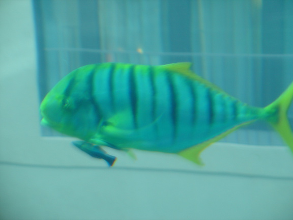 DSC00042