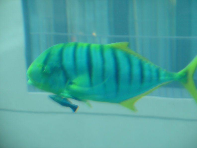 DSC00042