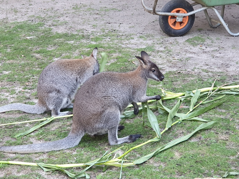 2019-08-31 10.54.09 - Kopie