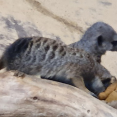 2019-08-31 11.02.04 - Kopie