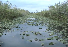 Everglades Safari Park