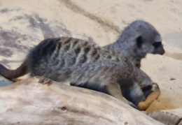 2019-08-31 11.02.04 - Kopie